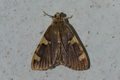 Rehimena