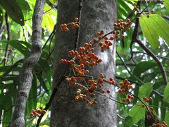 Pycnarrhena novoguineensis