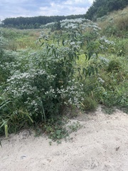 Eupatorium serotinum