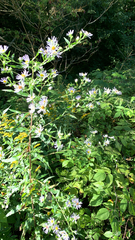 Symphyotrichum puniceum