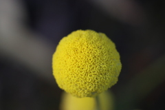 Craspedia variabilis