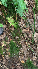 Equisetum scirpoides