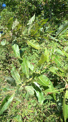 Salix eriocephala