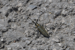 Agapanthia villosoviridescens