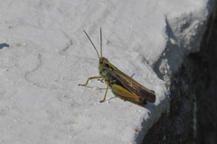 Omocestus viridulus
