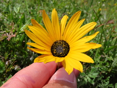 Arctotheca calendula