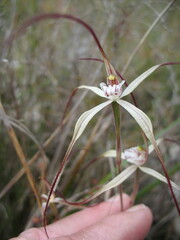 Caladenia varians