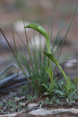 Pterostylis plumosa