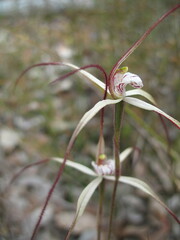Caladenia varians