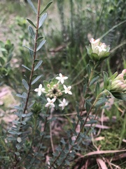 Pimelea humilis