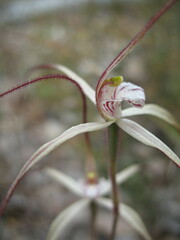 Caladenia varians