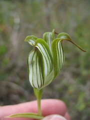 Pterostylis recurva