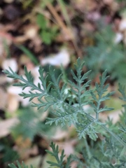 Artemisia gmelinii
