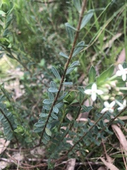 Pimelea humilis