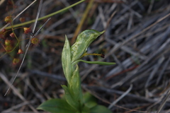 Pterostylis plumosa