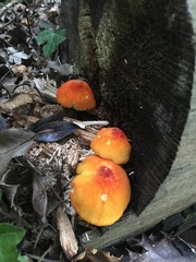 Pluteus aurantiorugosus