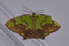 Agathia hemithearia