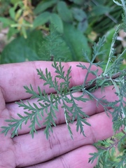Artemisia gmelinii