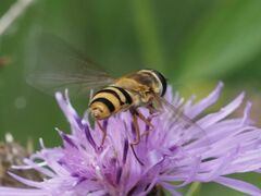 Epistrophe grossulariae