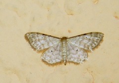 Idaea fuscovenosa