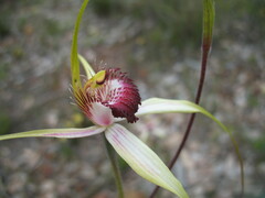 Caladenia pectinata