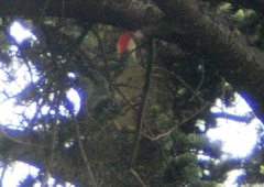 Picus viridis