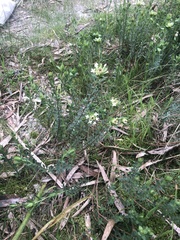 Pimelea humilis