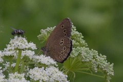 Aphantopus hyperantus