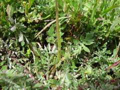 Arctotheca calendula