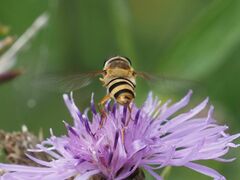 Epistrophe grossulariae