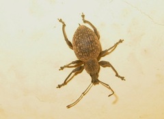 Otiorhynchus aurifer