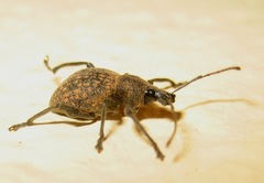 Otiorhynchus aurifer