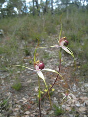Caladenia pectinata