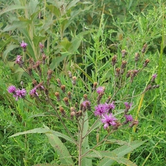 Vernonia