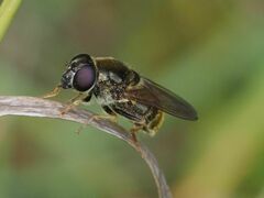 Cheilosia canicularis