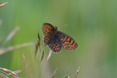 Melitaea