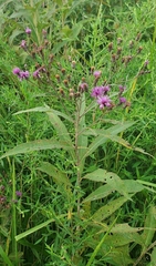 Vernonia