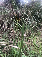 Arthropodium strictum