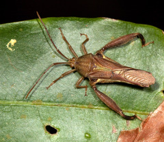 Meropachyini