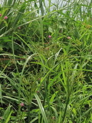 Cyperus imbricatus