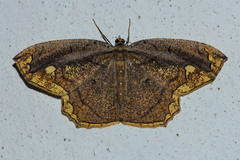 Pareumelea eugeniata