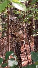 Buteo lineatus lineatus