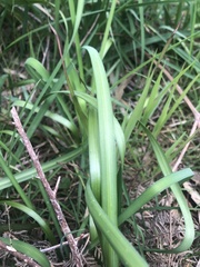 Arthropodium strictum