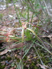 Caladenia caesarea caesarea