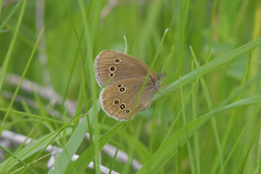Aphantopus hyperantus