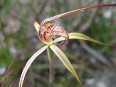 Caladenia caesarea caesarea