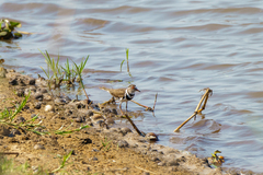 Charadrius tricollaris
