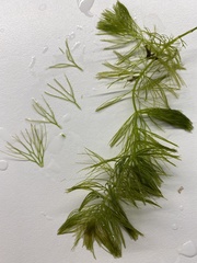 Ceratophyllum submersum