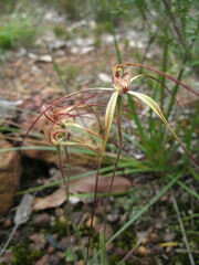 Caladenia caesarea caesarea