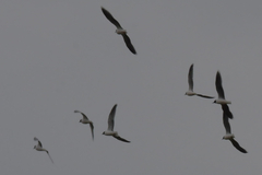 Hydrocoloeus minutus